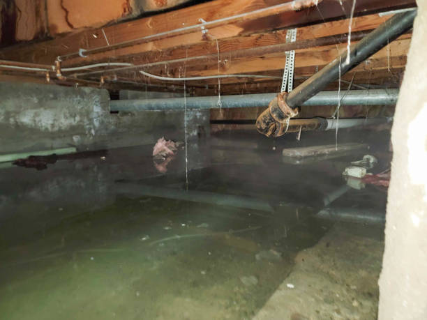  South Brooksville, FL Water damage restoration Pros