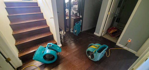 Best Water damage cleanup near me  in South Brooksville, FL